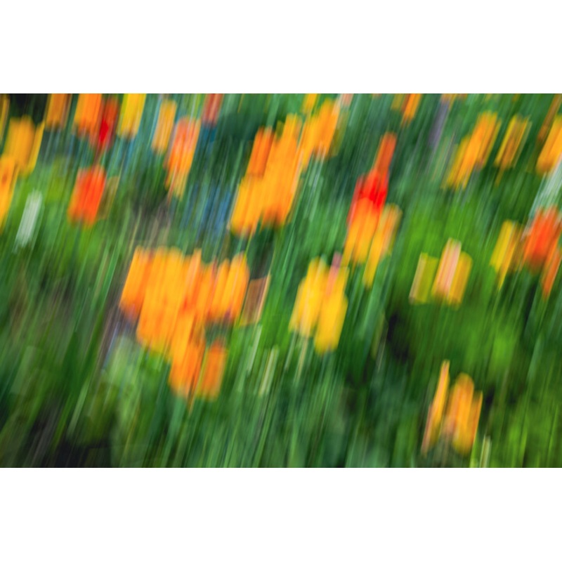 Windows Photography by Oana Bakovic | ArtMajeur