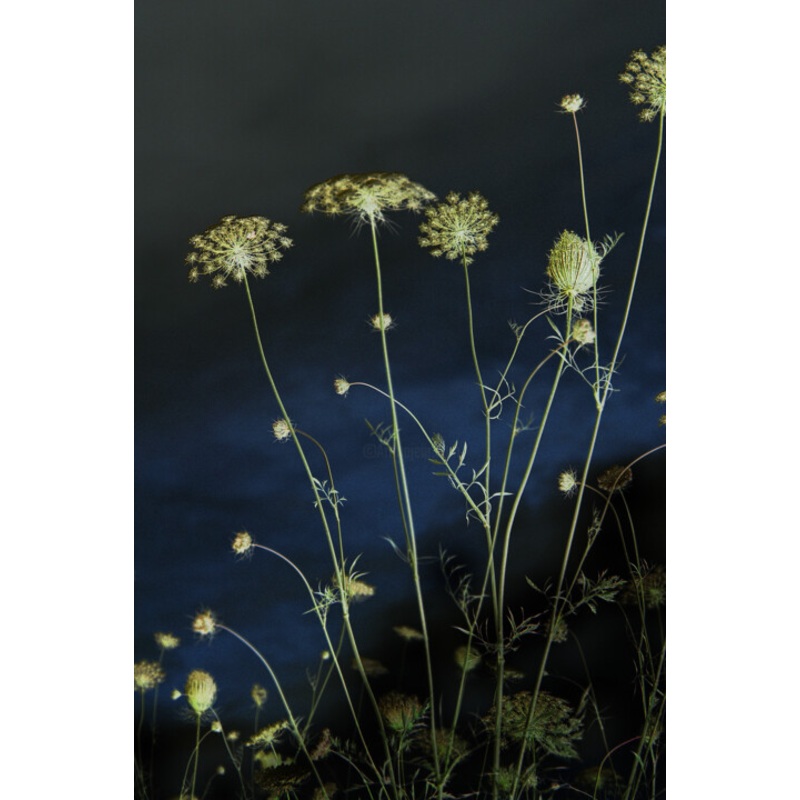Feux D’artifice Sur Un Ciel toil Photography by Michel Guillaumeau | ArtMajeur