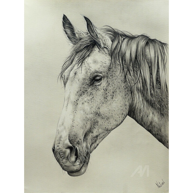 Cheval Drawing by Aurlie Nativel | ArtMajeur