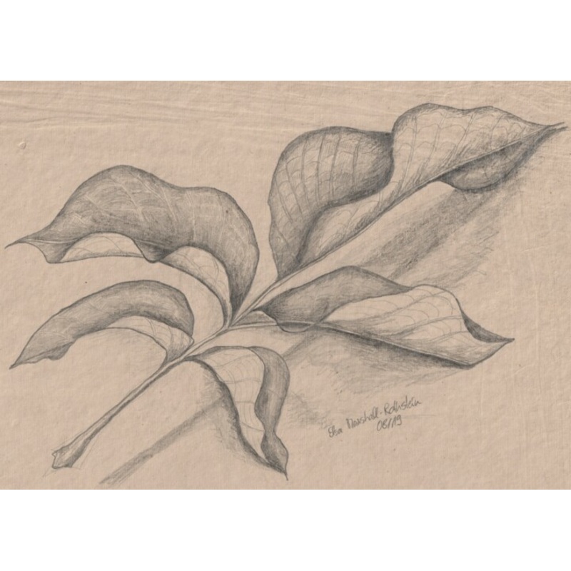 Walnussblatt Drawing by Elsa Marshall-Rothstein | ArtMajeur