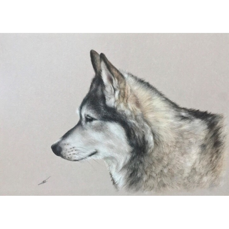 Wolfdog Drawing by Irene_art | ArtMajeur