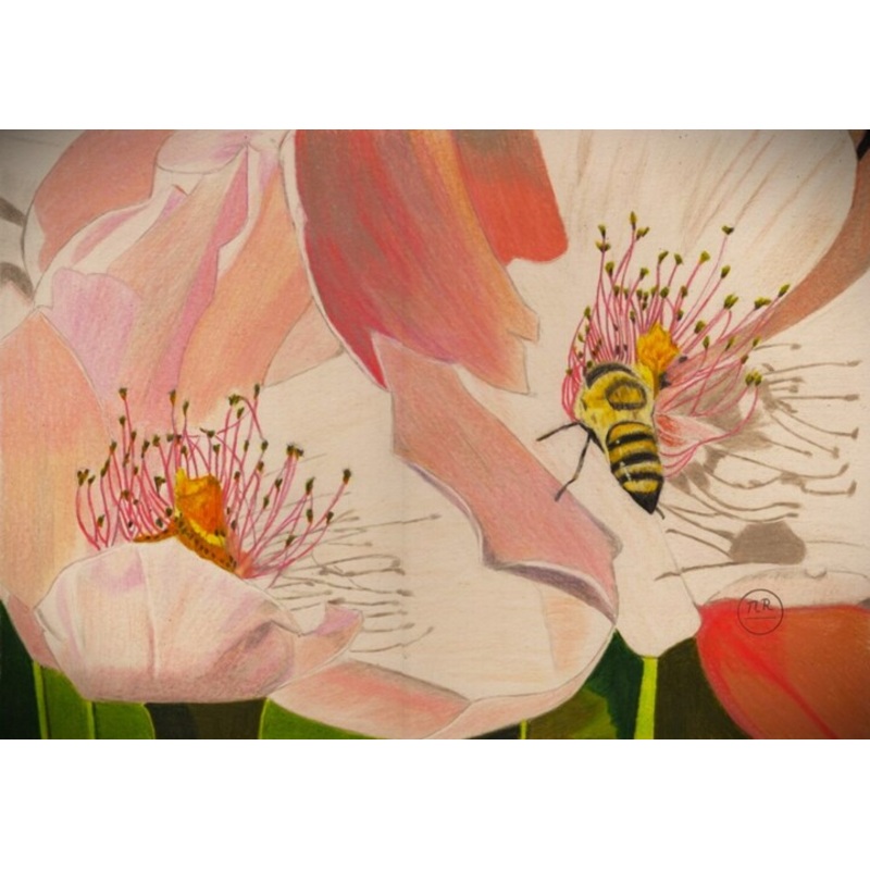 Abeille En Visite Drawing by Pierre Bayet | ArtMajeur