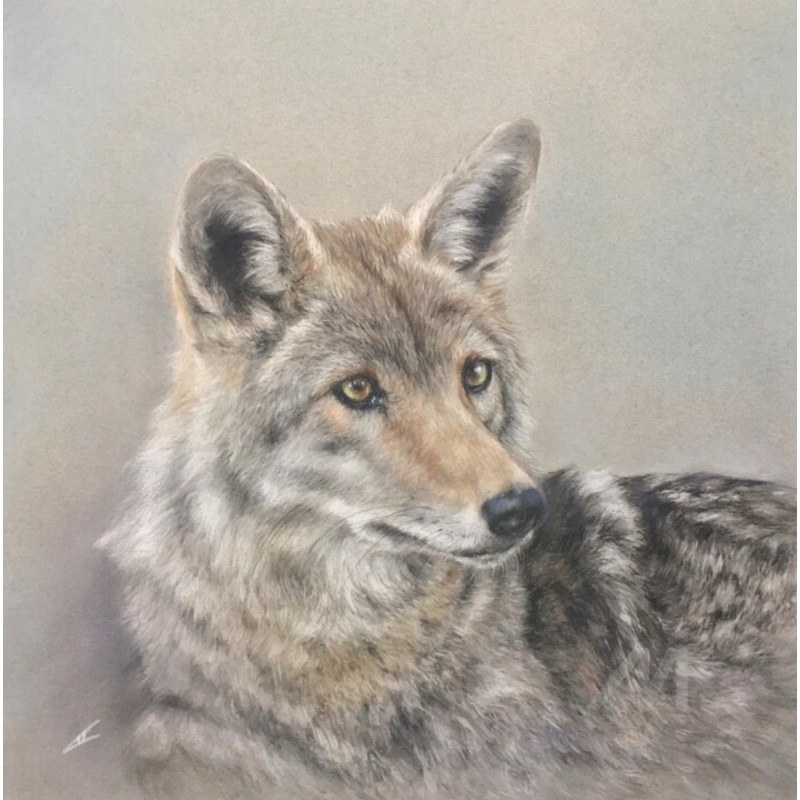 Young Wolf Drawing by Irene_art | ArtMajeur