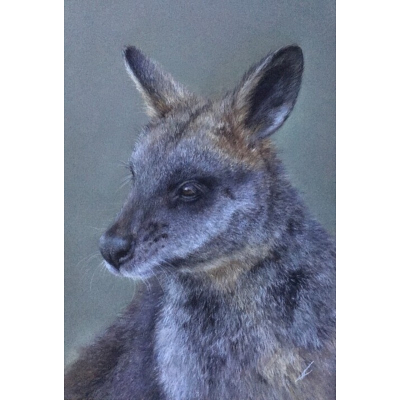 Wallaby Drawing by Irene_art | ArtMajeur