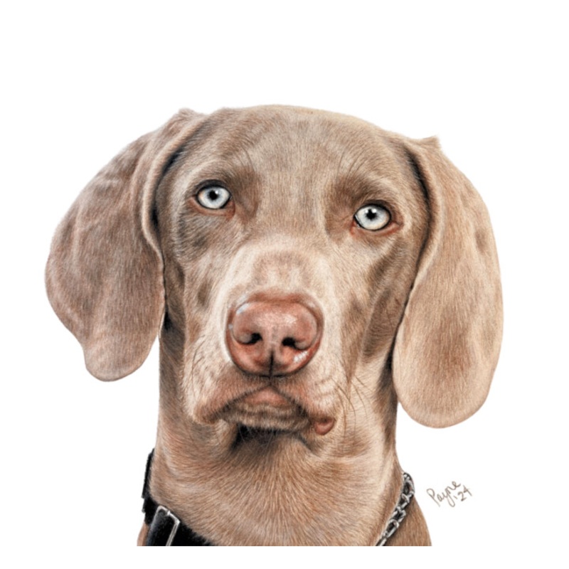 Weimaraner Drawing by Teresa Payne Art | ArtMajeur
