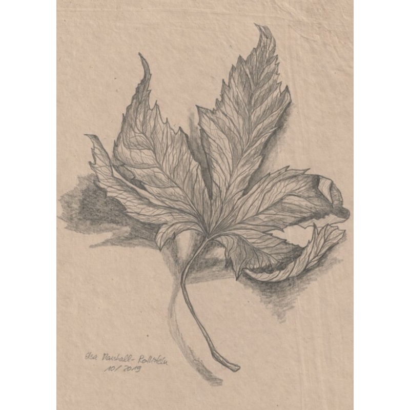 Wildahorn Drawing by Elsa Marshall-Rothstein | ArtMajeur