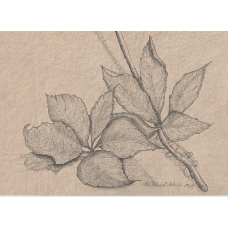 Weinbltter Drawing by Elsa Marshall-Rothstein | ArtMajeur
