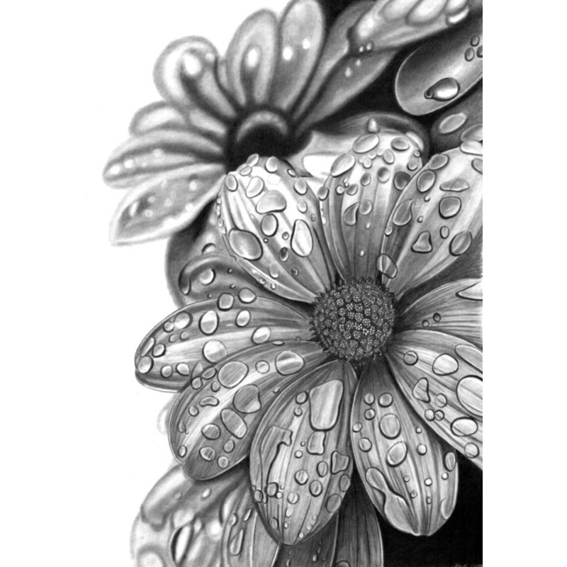 Water Petals Drawing by Paul Stowe | ArtMajeur