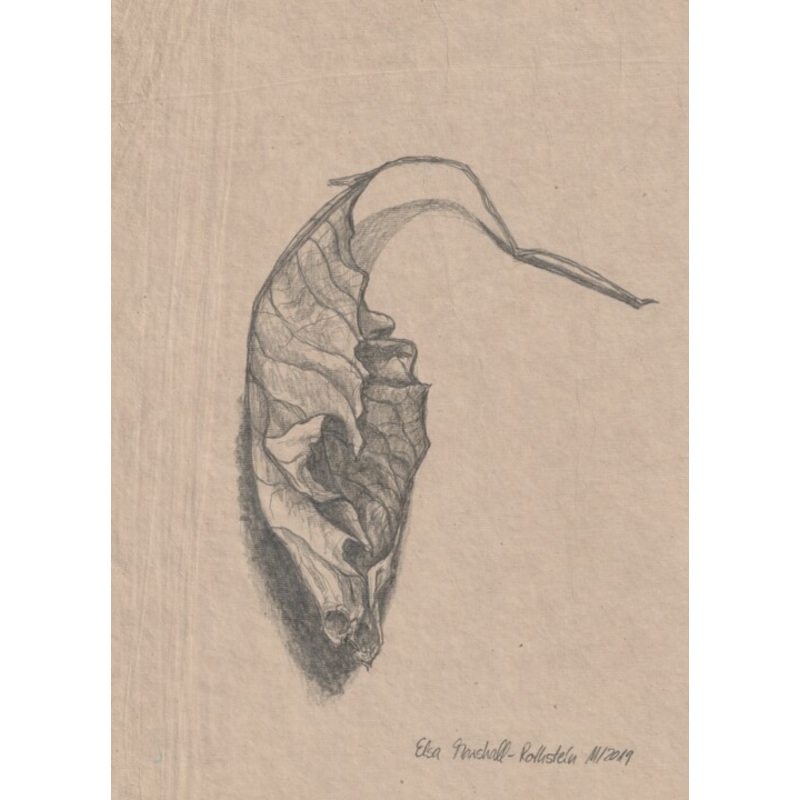 Walnussblatt I Drawing by Elsa Marshall-Rothstein | ArtMajeur