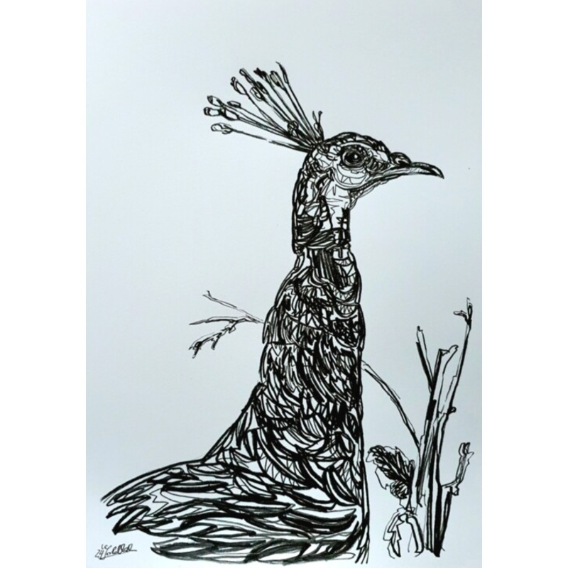 Zeichnung Eines Pfaus Drawing by Anne Goldhahn | ArtMajeur