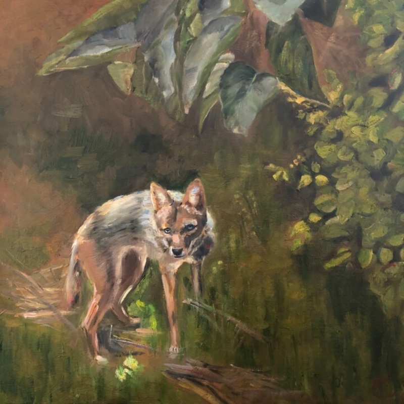Wolf _Golden Jackal Painting by Victoria Kukuy | ArtMajeur