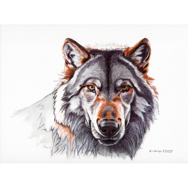 Wolf 5 Drawing by Lilla Varhelyi | ArtMajeur