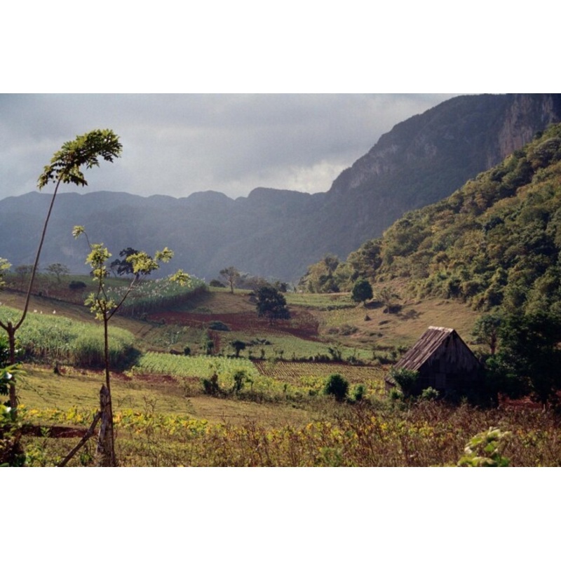 Cuba – Champs De Tabac Rgion De Vinale Photography by Christian Ebel | ArtMajeur
