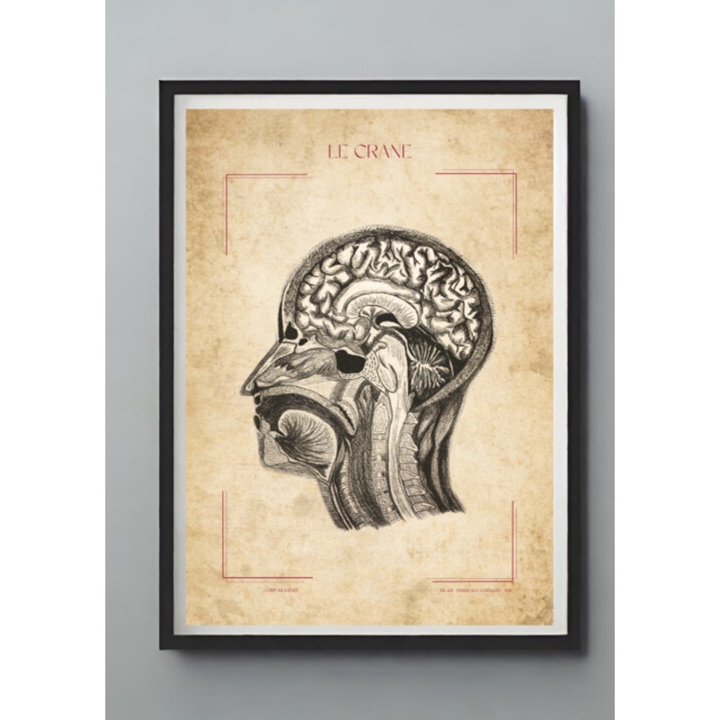 La Crne : Coupe Sagittale Drawing by Belkis Rabie | ArtMajeur