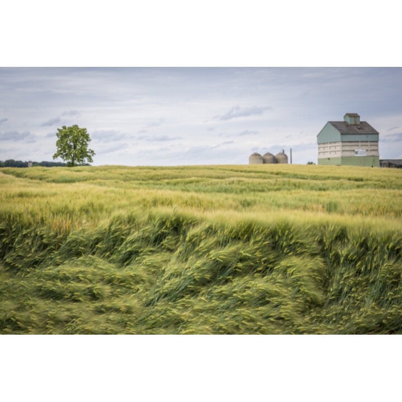 Champ De Bl … Photography by Andr Martin | ArtMajeur