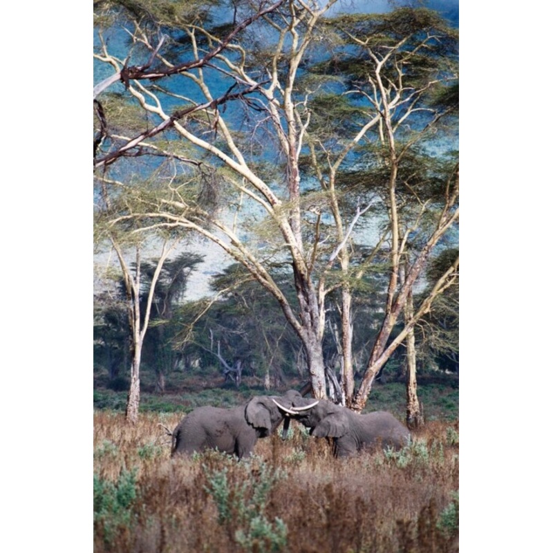 Tanzanie – lphants Cratre Du Ngorong Photography by Christian Ebel | ArtMajeur